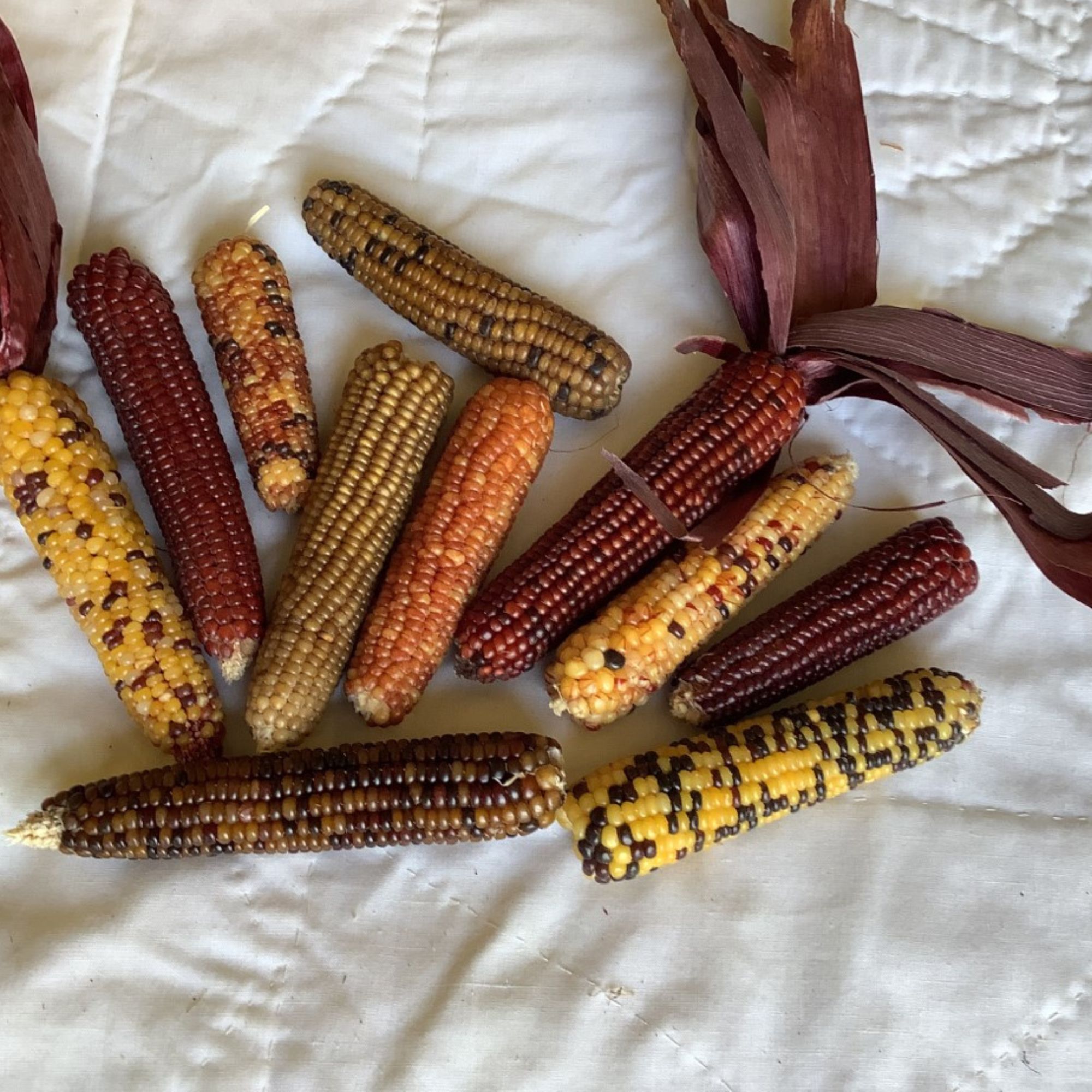 Miniature Colored Popcorn Corn Seeds for Planting - 5 LB ~46,400 Seeds - Garden, Gardening